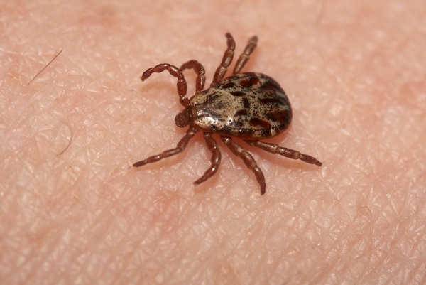 5 Things You Need to Know About Ticks - DMC Primary Care
